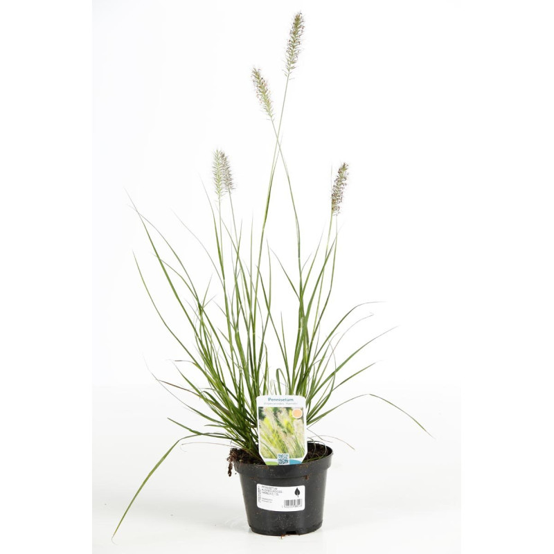 Herbe aux écouvillons alopecuroides Hameln 60/80cm Pot 1,5L - Pennisetum alopecuroides Hameln