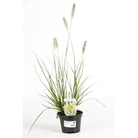 Herbe aux écouvillons alopecuroides Hameln 60/80cm Pot 1,5L - Pennisetum alopecuroides Hameln