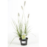 Herbe aux écouvillons alopecuroides Hameln 60/80cm Pot 1,5L - Pennisetum alopecuroides Hameln