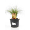 Cheveux dange tenuifolia 20cm Pot 2L - Stipa tenuifolia