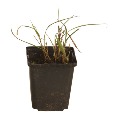 Rroseau de Chine sinensis Little Miss Pot 9cm - Miscanthus sinensis Little Miss