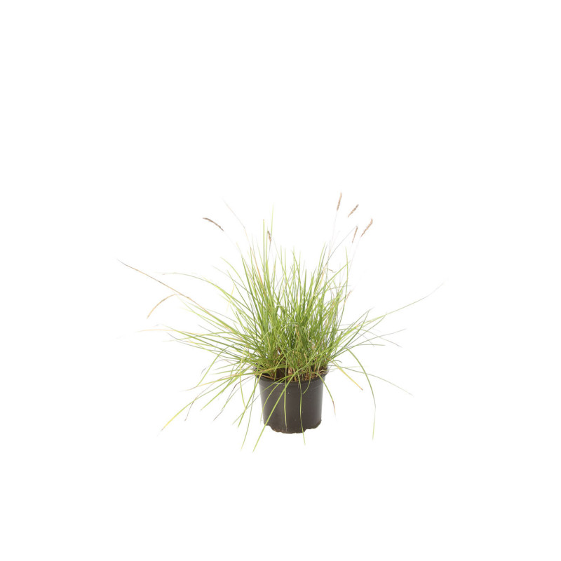 Seslérie autumnalis 40cm Pot 2L - Sesleria autumnalis