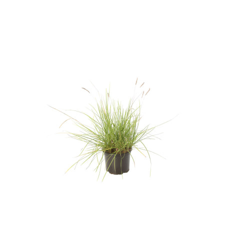 Seslérie autumnalis 40cm Pot 2L - Sesleria autumnalis