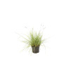 Seslérie autumnalis 40cm Pot 2L - Sesleria autumnalis