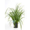 Laîche pendula 60cm Pot 2L - Carex pendula
