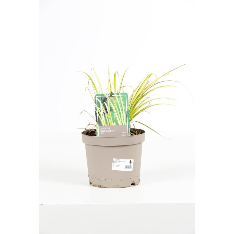 Acorus gramineus Ogon 20cm Pot 3L