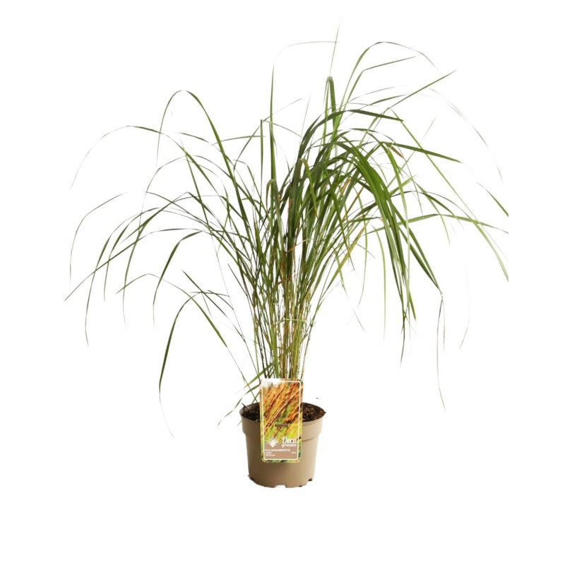 Calamagrostis xacutiflora Karl Foerster 80cm Pot 3L