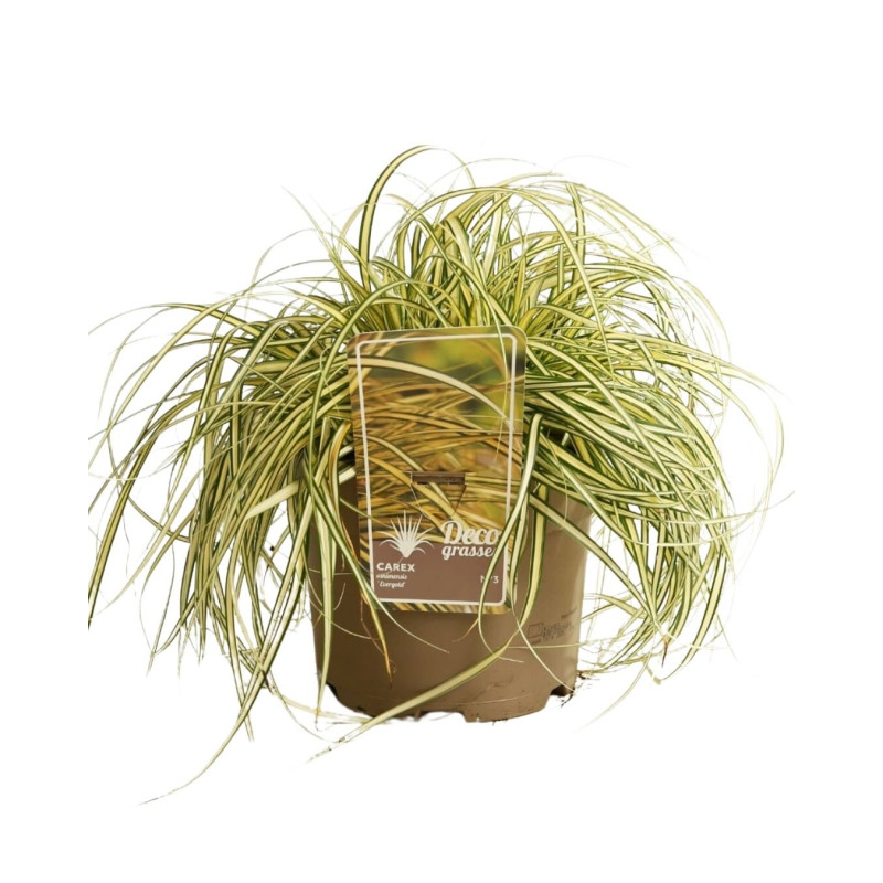 Laîche oshimensis Evergold 20cm Pot 3L - Carex oshimensis Evergold