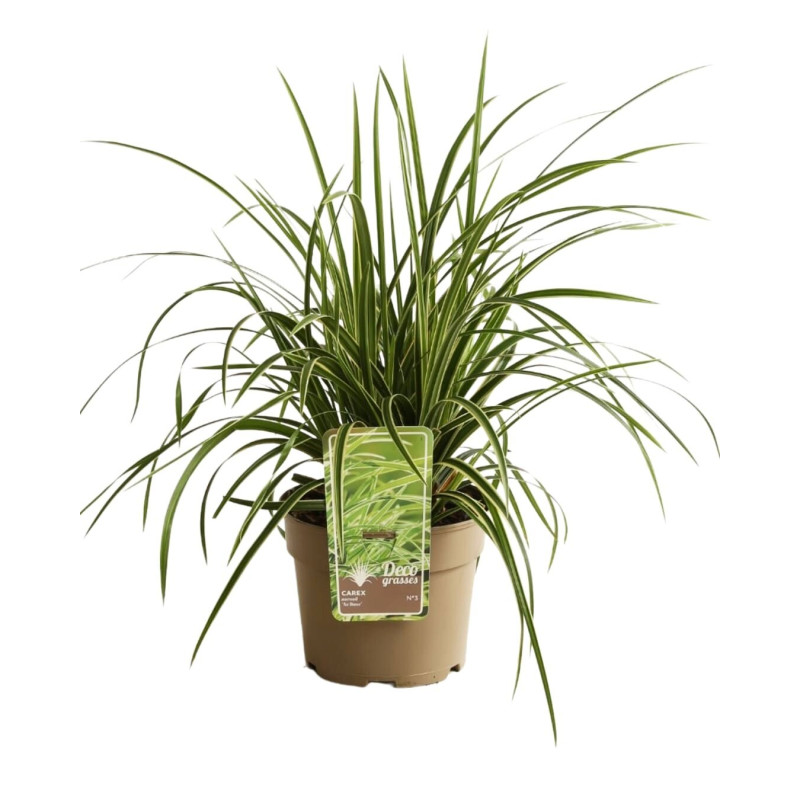 Laîche morrowii Ice Dance 40cm Pot 3L - Carex morrowii Ice Dance