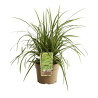 Laîche morrowii Ice Dance 40cm Pot 3L - Carex morrowii Ice Dance