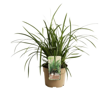 Laîche morrowii Irish Green 40cm Pot 3L - Carex morrowii Irish Green