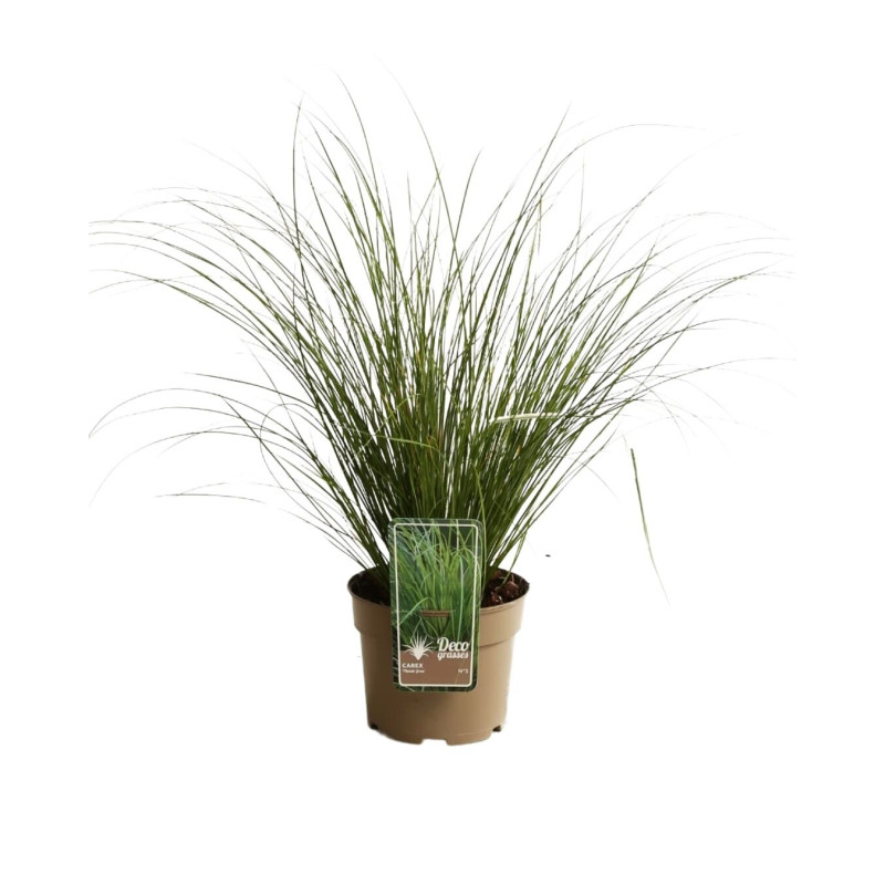 Laîche howardii Phoenix Green 40/60cm Pot 3L - Carex howardii Phoenix Green