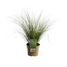Laîche howardii Phoenix Green 40/60cm Pot 3L - Carex howardii Phoenix Green