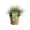 Fétuque glauca Elijah Blue 20cm Pot 3L - Festuca glauca Elijah Blue