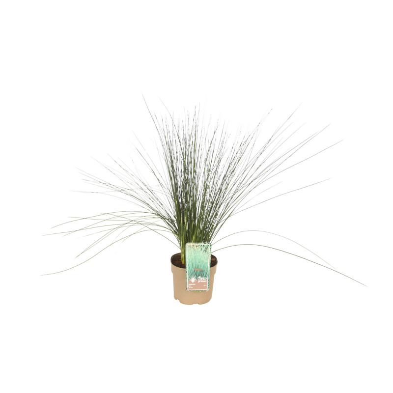 Juncus inflexus blue dart 60/80cm Pot 3L