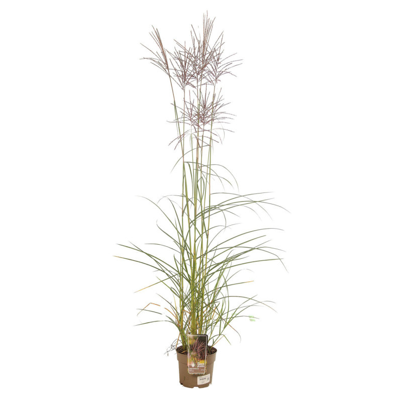 Roseau de Chine sinensis Ferner Osten 100cm Pot 3L - Miscanthus sinensis Ferner Osten
