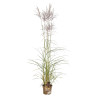 Roseau de Chine sinensis Ferner Osten 100cm Pot 3L - Miscanthus sinensis Ferner Osten