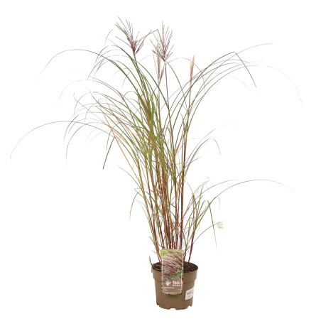 Roseau de Chine sinensis Red Chief 100cm Pot 3L - Miscanthus sinensis Red Chief