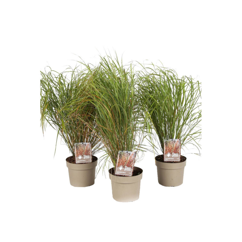 Anemanthele lessingiana Sirocco 60/80cm Pot 3L