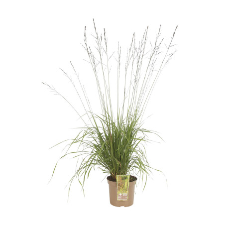 Molinie arundinacea Black Arrows 100cm Pot 7,5L - Molinia arundinacea Black Arrows