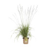 Molinie arundinacea Black Arrows 100cm Pot 7,5L - Molinia arundinacea Black Arrows