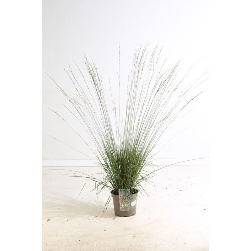 Molinie caerulea Heidezwerg 100cm Pot 7,5L - Molinia caerulea Heidezwerg