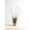Molinie caerulea Heidezwerg 100cm Pot 7,5L - Molinia caerulea Heidezwerg