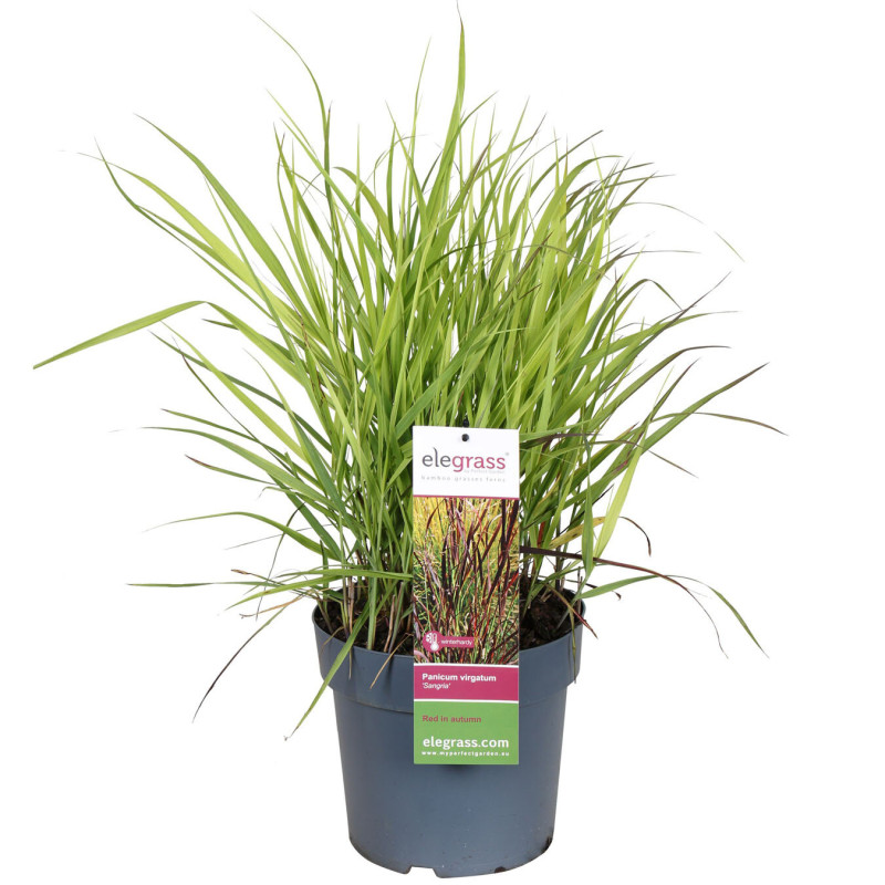 Panic érigé virgatum Sangria 40cm Pot 23cm - Panicum virgatum Sangria