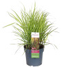 Panic érigé virgatum Sangria 40cm Pot 23cm - Panicum virgatum Sangria