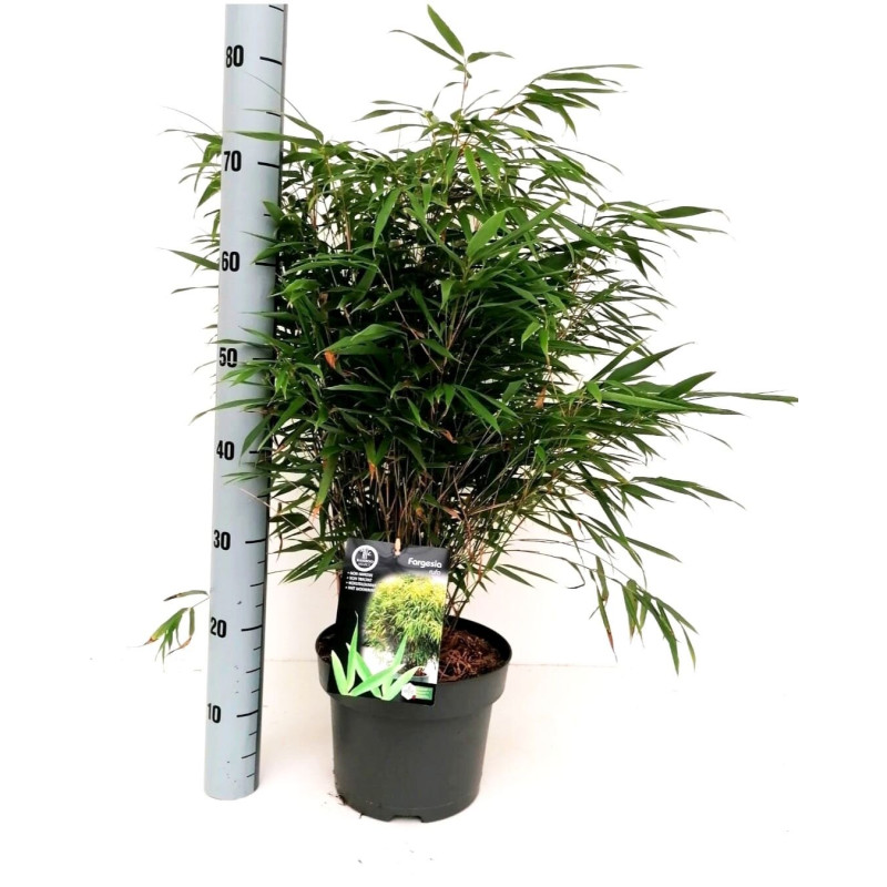 Bambou rufa 80/100cm Pot 23cm - Fargesia rufa