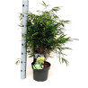 Bambou rufa 80/100cm Pot 23cm - Fargesia rufa
