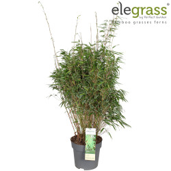 Bambou rufa 80/100cm Pot 29cm - Fargesia rufa