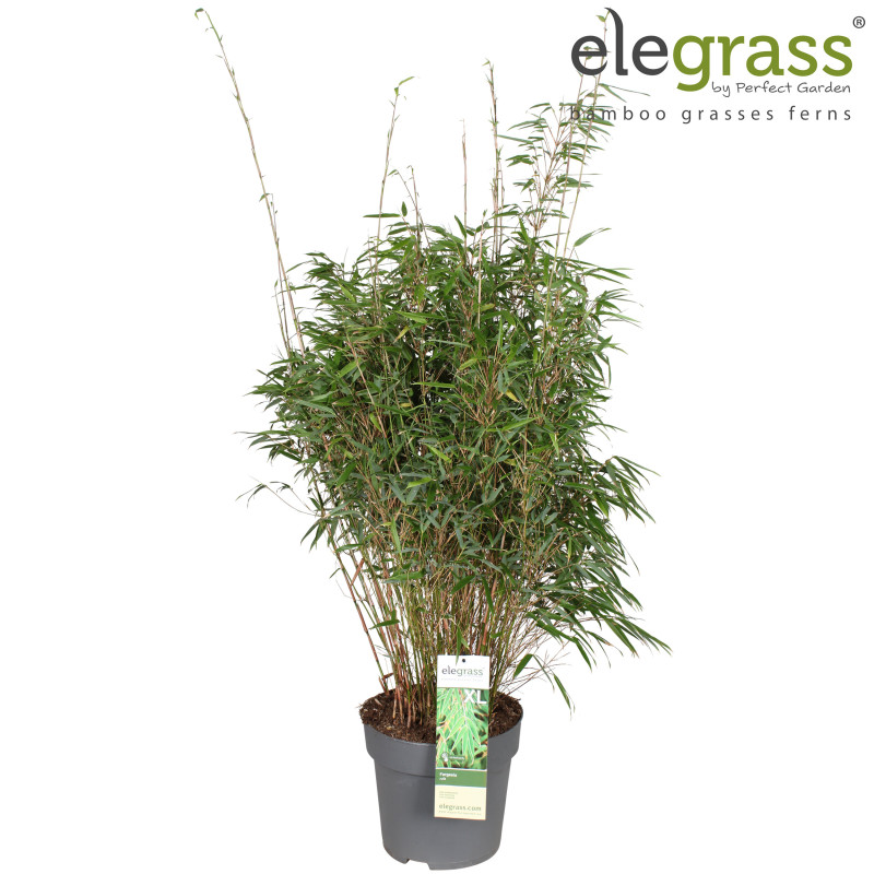 Bambou rufa 80/100cm Pot 29cm - Fargesia rufa