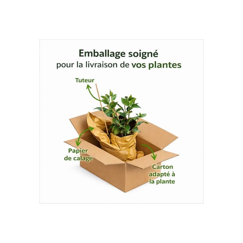 Pin sylvestre 'Watereri' Pot 35L Boule 90cm - Pinus sylvestris Watereri