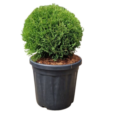 Thuya occidental 'Tiny Tim' Pot 18L 35/40cm - Thuja occidentalis Tiny Tim