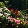 Rosier hybride blanc bicolore Athena - Racines nues