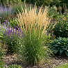 Calamagrostis xacutiflora Karl Foerster 80cm Pot 3L