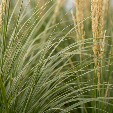 Calamagrostis xacutiflora Karl Foerster 80cm Pot 3L