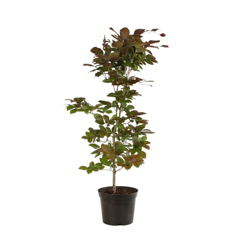 Hêtre pourpre 60/60cm Pot 2L - Fagus sylvatica Atropunicea