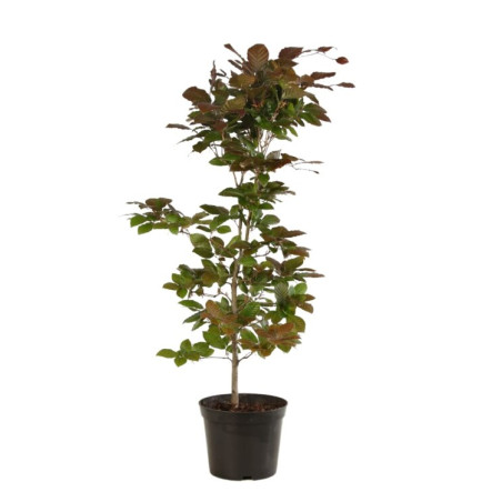 Hêtre pourpre 60/60cm Pot 2L - Fagus sylvatica Atropunicea