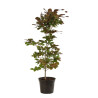 Hêtre pourpre 60/60cm Pot 2L - Fagus sylvatica Atropunicea