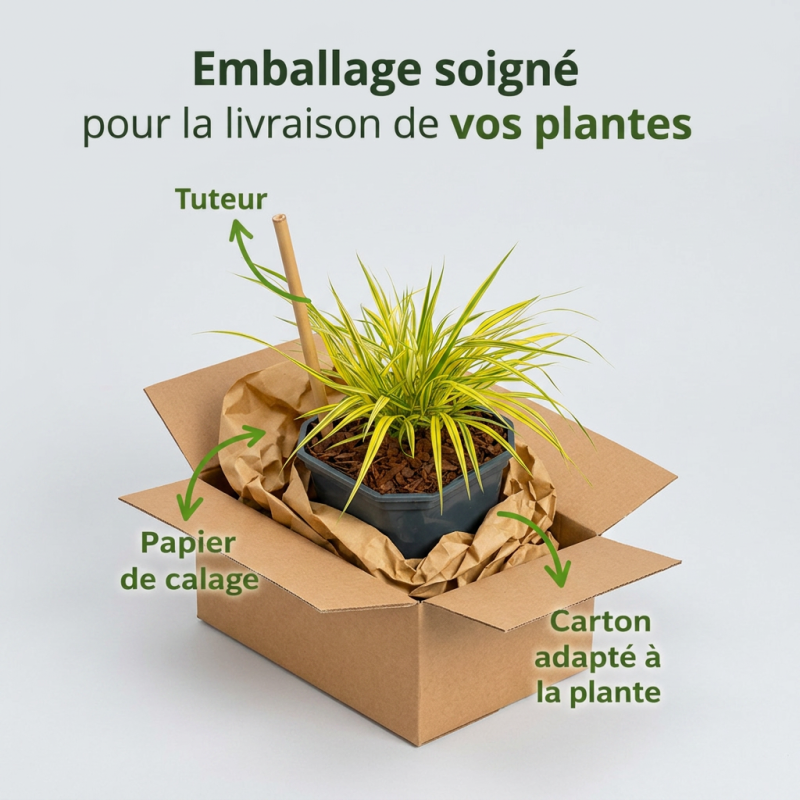Herbe du Japon ‘Aureola’ - Hakonechloa macra ‘Aureola’ pot 2L