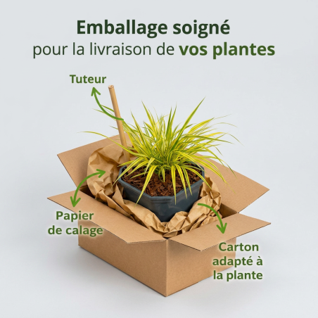 Herbe du Japon ‘Aureola’ - Hakonechloa macra ‘Aureola’ pot 2L