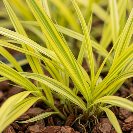 Herbe du Japon ‘Aureola’ - Hakonechloa macra ‘Aureola’ pot 2L