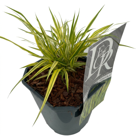 Herbe du Japon ‘Aureola’ - Hakonechloa macra ‘Aureola’ pot 2L