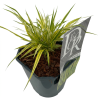Herbe du Japon ‘Aureola’ - Hakonechloa macra ‘Aureola’ pot 2L