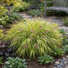Herbe du Japon ‘Aureola’ - Hakonechloa macra ‘Aureola’ pot 2L