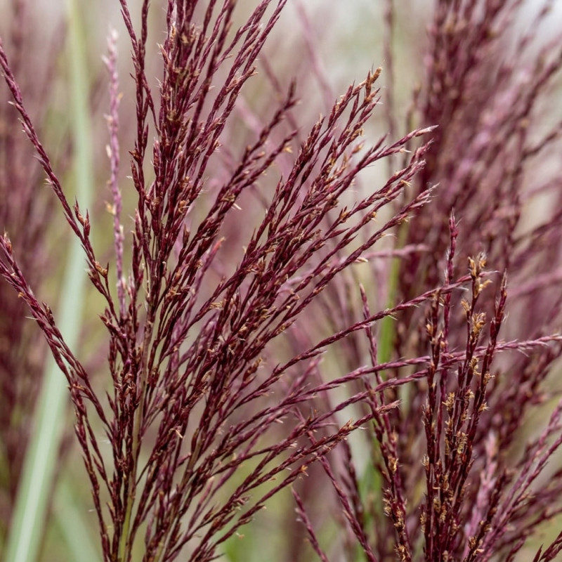 Roseau de Chine sinensis Ferner Osten 100cm Pot 3L - Miscanthus sinensis Ferner Osten