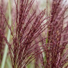 Roseau de Chine sinensis Ferner Osten 100cm Pot 3L - Miscanthus sinensis Ferner Osten
