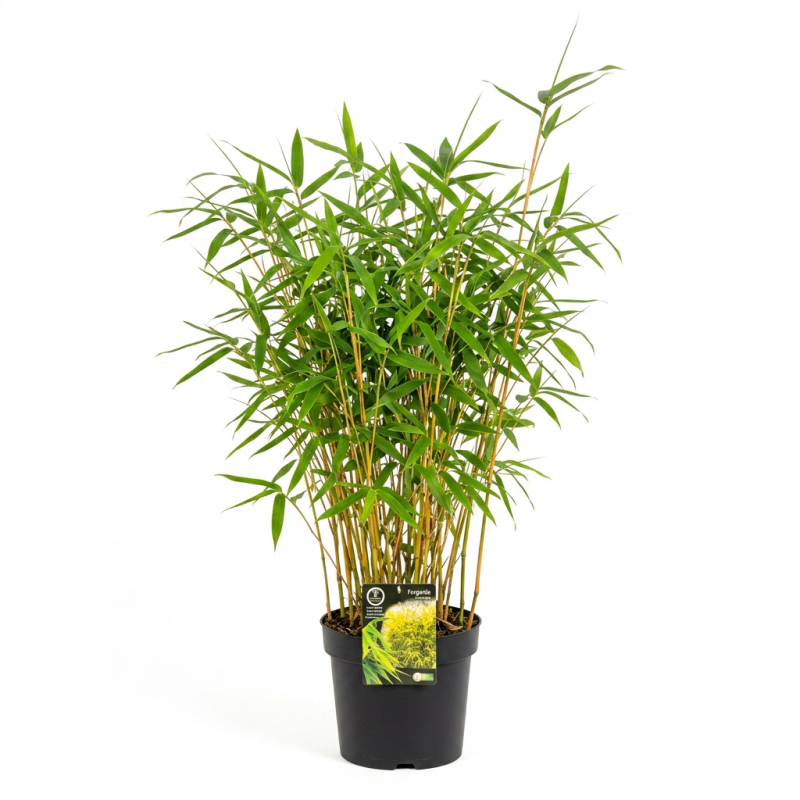 Bambou robusta Formidable 80/100cm Pot 23cm - Fargesia robusta Formidable